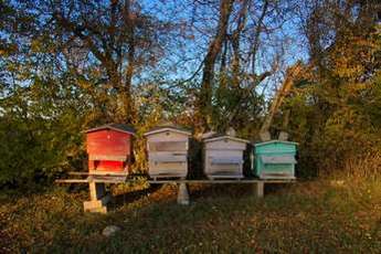 Visite chez Maya L'Abeille